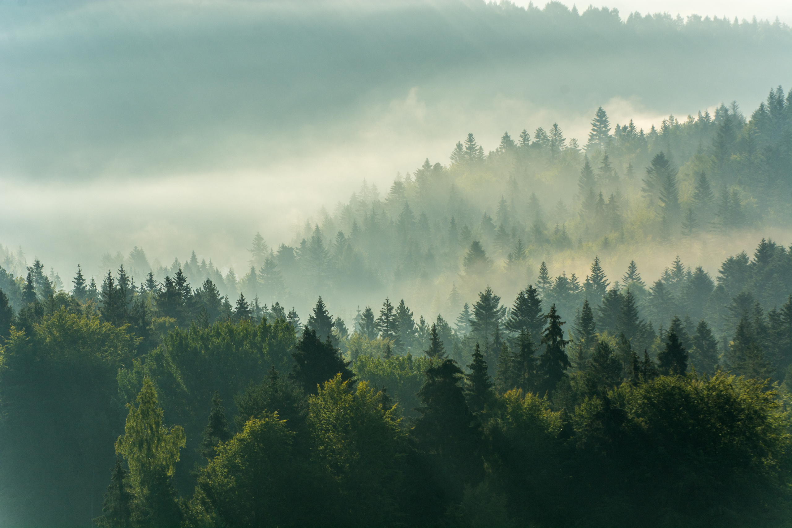 Nebelschwaden zwischen bewaldeten Hügeln