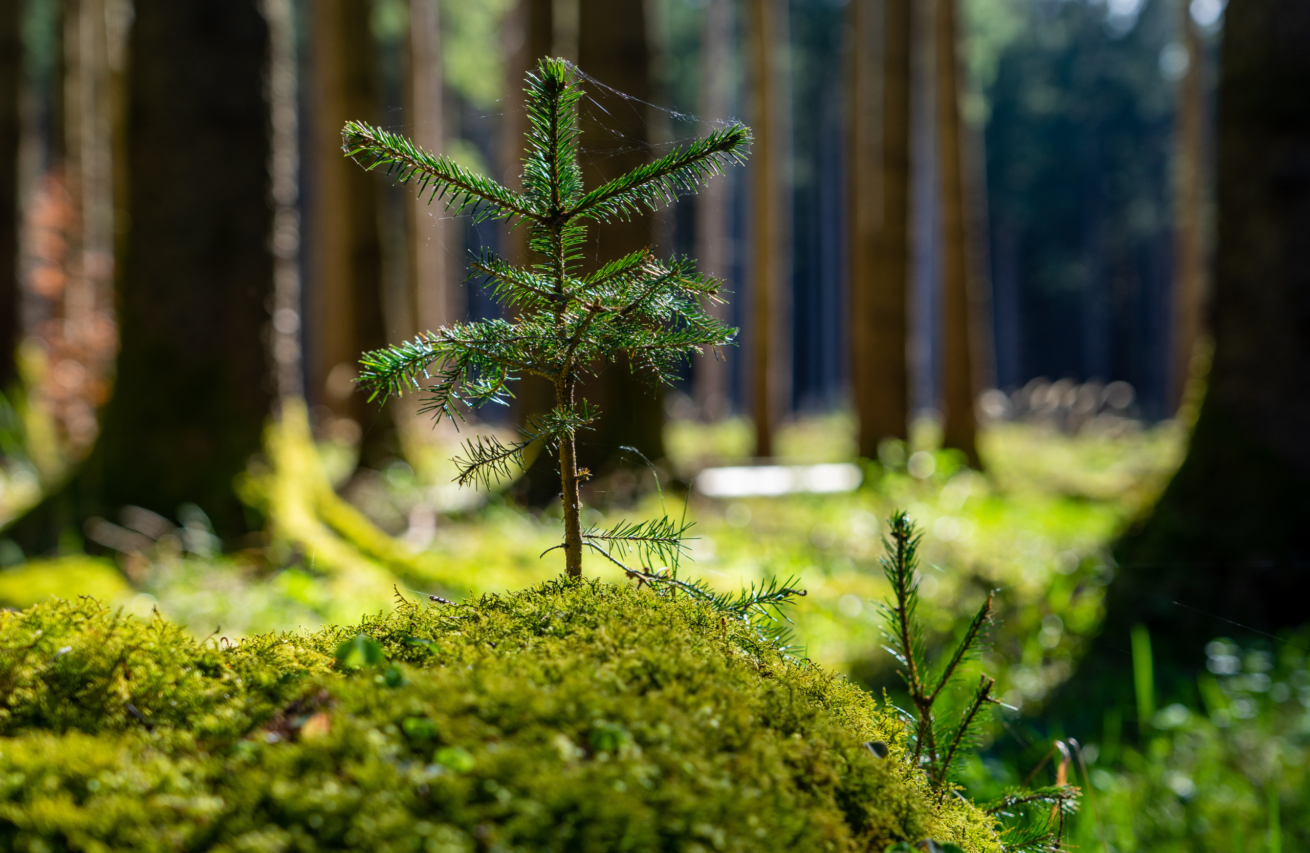 Bemooster Waldboden mit jungem Nadelbaum
